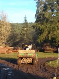 Black and white dog sitting on top of haybales in Gator