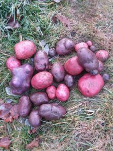 Freshly dug red and blue potatoes