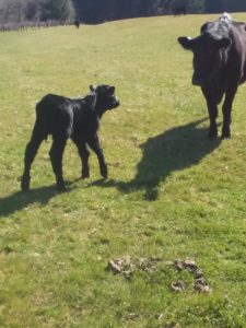 black angus with newborn in field