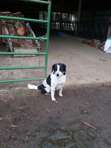 black and white dog sitting