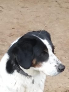 black and white dog with a piece of hay sticking out of his head