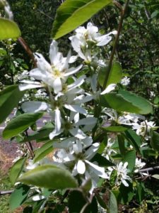 service berry blossoms