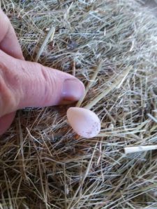 thumb in picture with egg