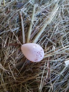 bird egg on hay