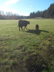 cow and newborn calf in field