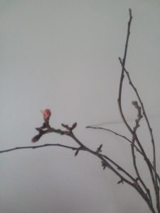 a single pink bloom on a twig