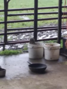 cat in bucket