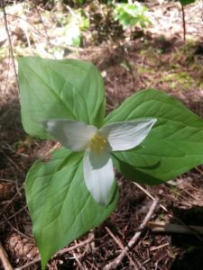 trillium