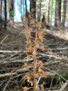 coral root